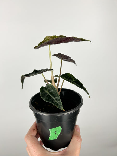 Alocasia Amazonica aurea 4 inch pot C