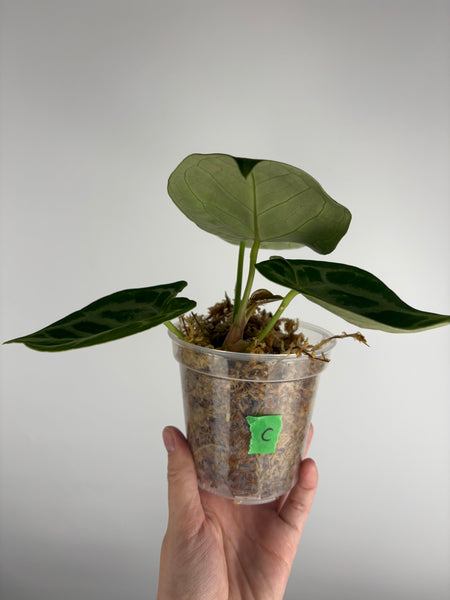 Anthurium Silver blush mutation C