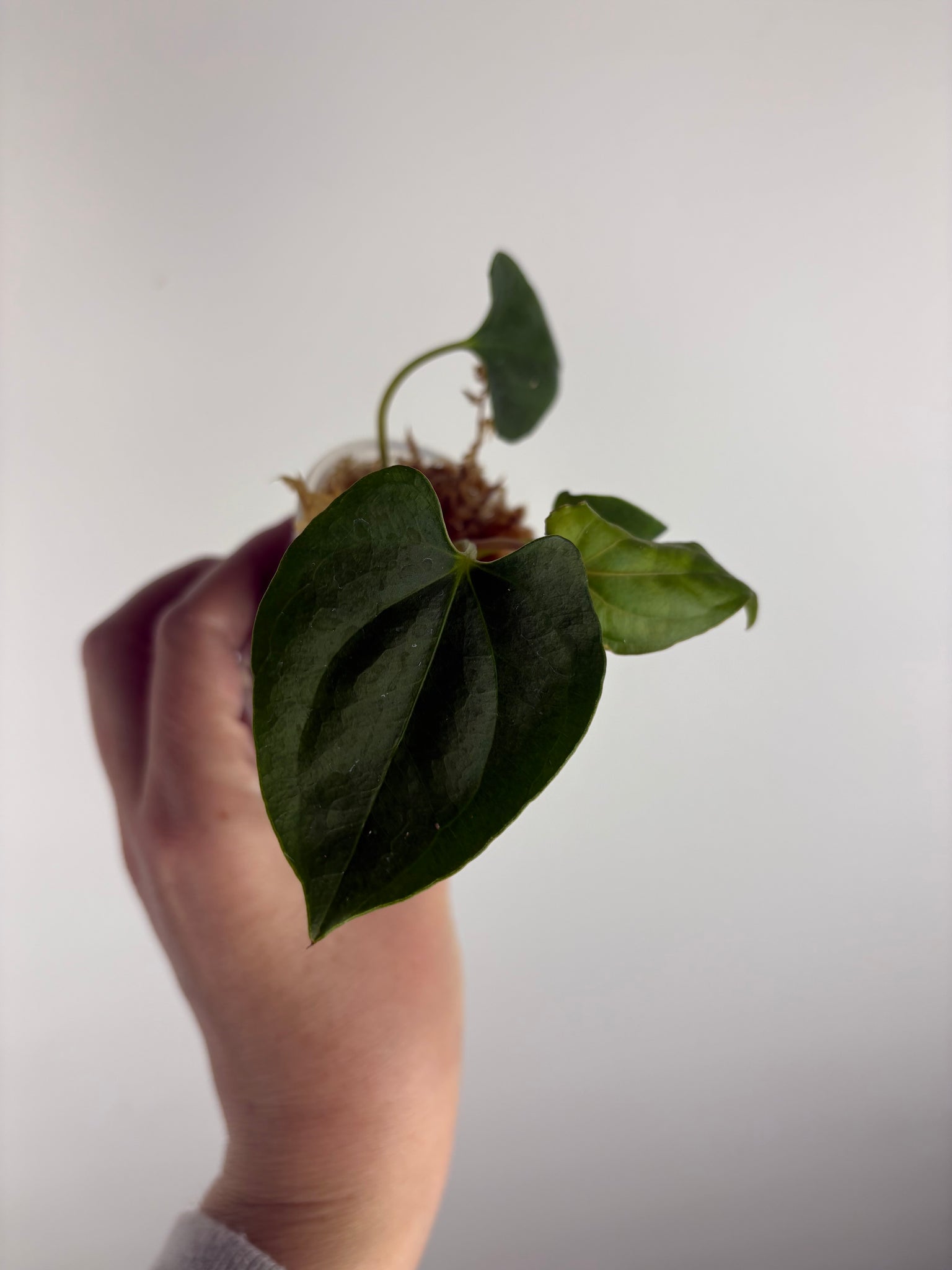 Anthurium Dark Pheonix seed A