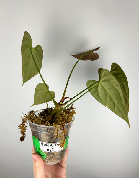 Anthurium Black sweet x fort sherman C