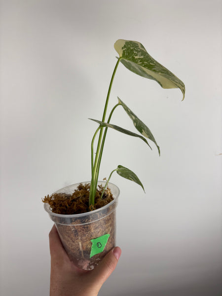 Monstera white snow B