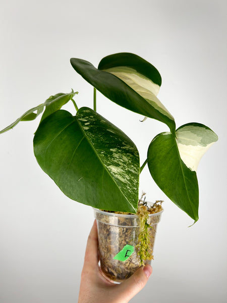 Monstera albo F