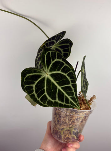 Anthurium clarinervium x  papillilaminum A
