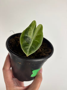 Alocasia Watsoniana variegated aurea A
