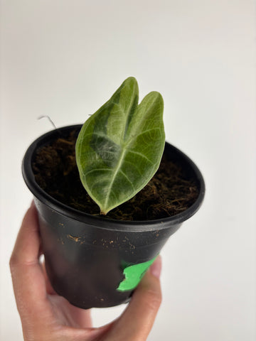 Alocasia Watsoniana variegated aurea A