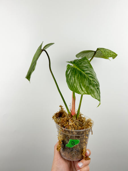 Philodendron sodiroi variegated