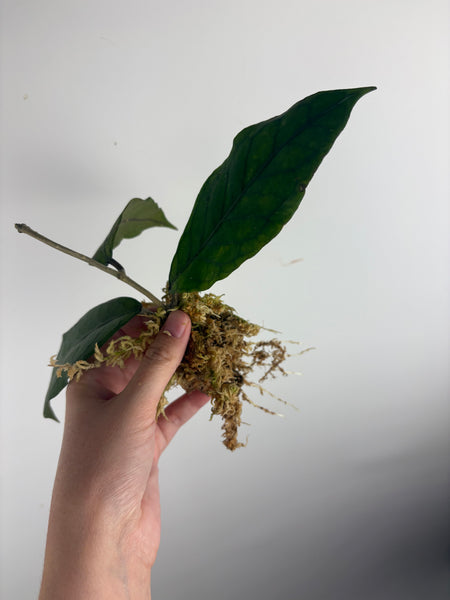 Hoya aceh dragons egg C