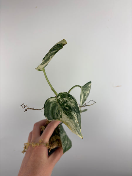 Scindapsus Sp salaka Acintya