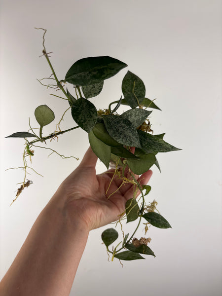 hoya lacunosa nirwana B