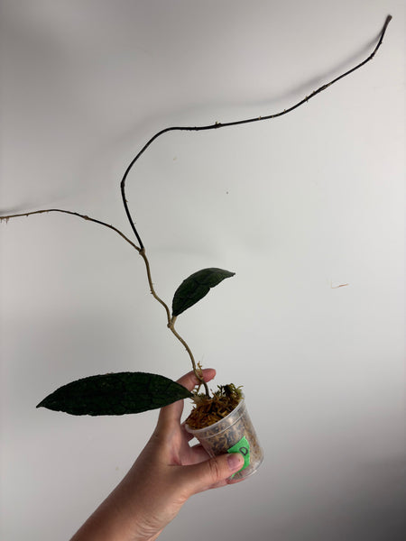 hoya clemensiorum black D