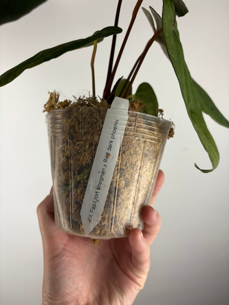 Anthurium papillilaminum fort sherman x red dark phoenix