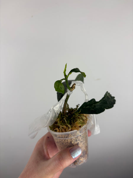 hoya occultata silver A