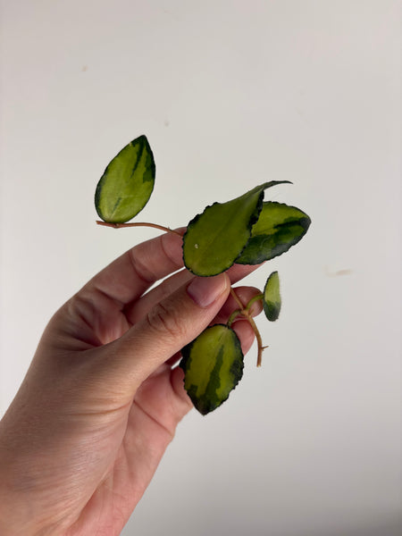 Hoya caudata variegated cutting E
