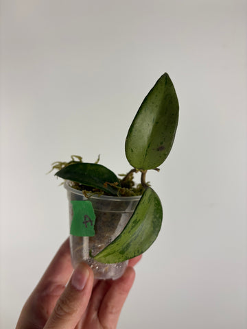 hoya snow cui silver A