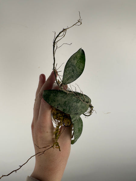 hoya flagellata silver B