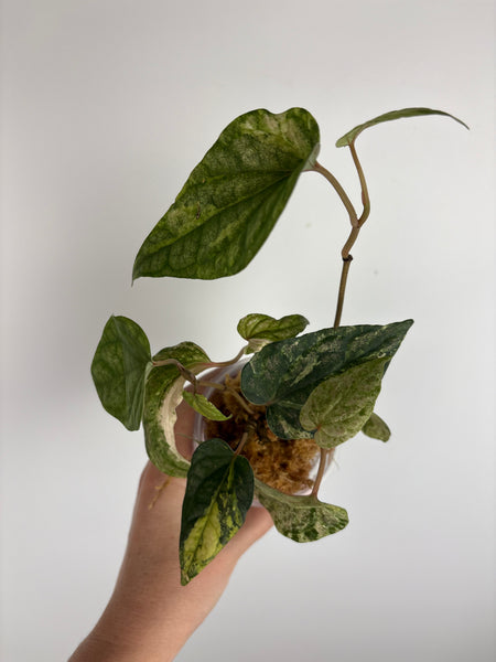 Piper ornatum variegated