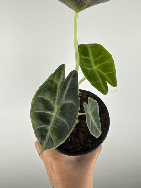 Alocasia Watsoniana variegated aurea B