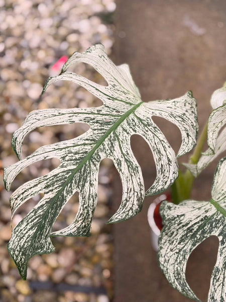 Monstera devil (Thailand) unacclimated