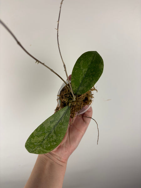 Hoya sp kalbar round leaf 3B