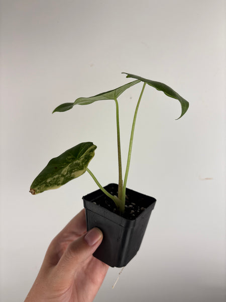 Alocasia Metallic blue aurea
