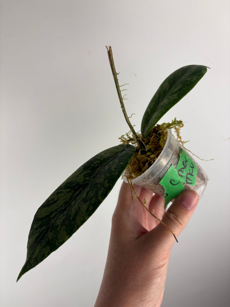 hoya Meredithii mountain kapi c