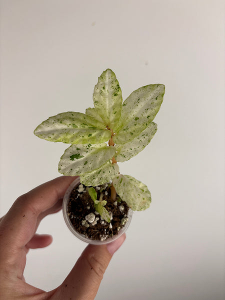 Begonia Pellionia Repens Variegated