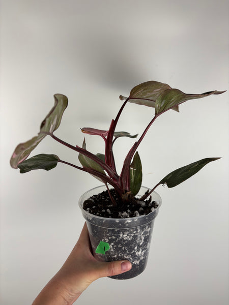 Philodendron pink princess marble galaxy 1