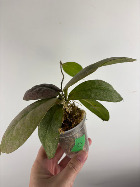 Hoya Mitrata Silver C