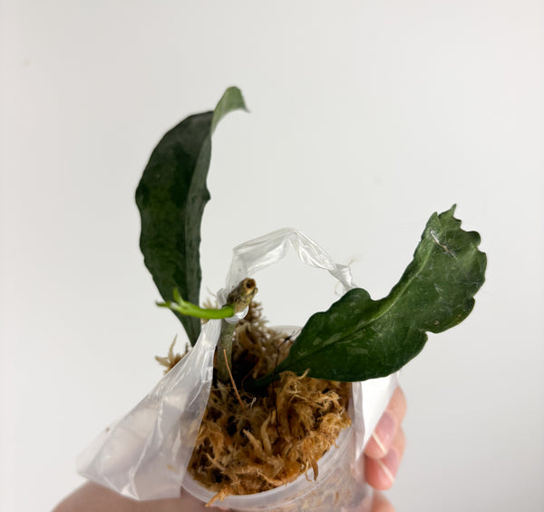 hoya occultata silver A