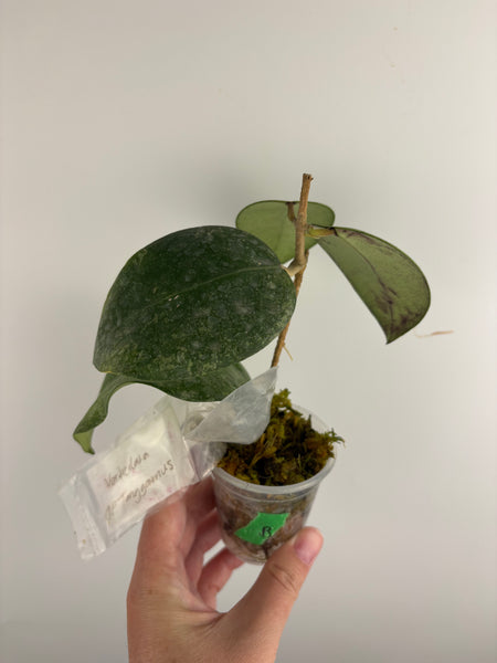 Hoya vertcillica sp tanggamus B