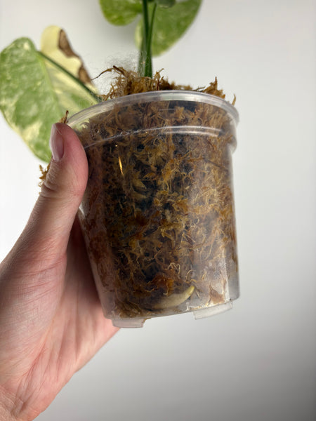 Monstera deliciosa green snow C