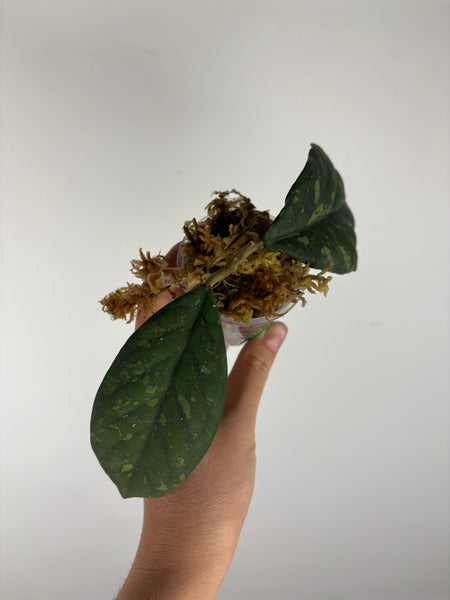 Hoya Meredithii bengkulu splash 5