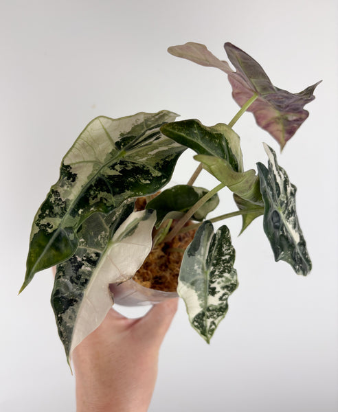 Alocasia amazonica polly variegated D