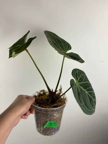 Anthurium king of spades I large