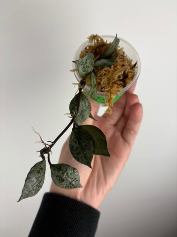 Hoya Lacunosa Black Aurora A