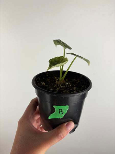 Alocasia dragon scale mint 4 inch B