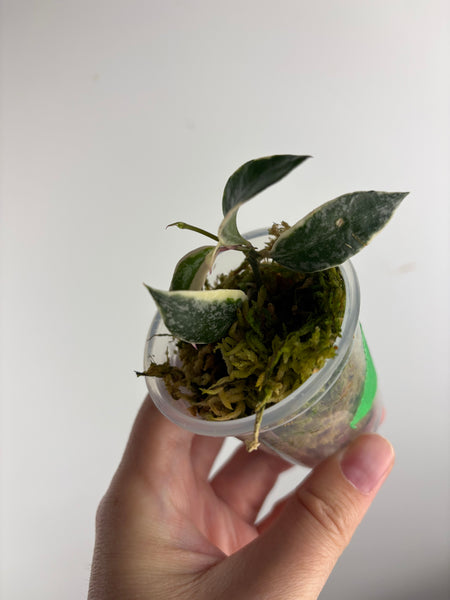 Hoya lacunosa ‘princess lumina’ B