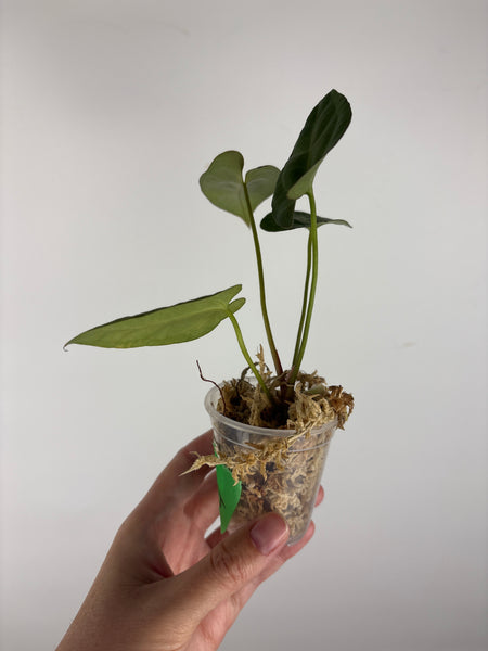 Anthurium Fort Sherman x legend 4