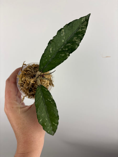 hoya sp aceh burjerango