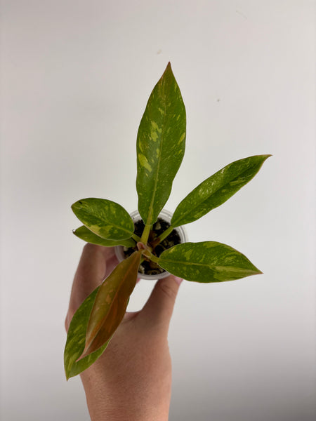 Philodendron ring of fire