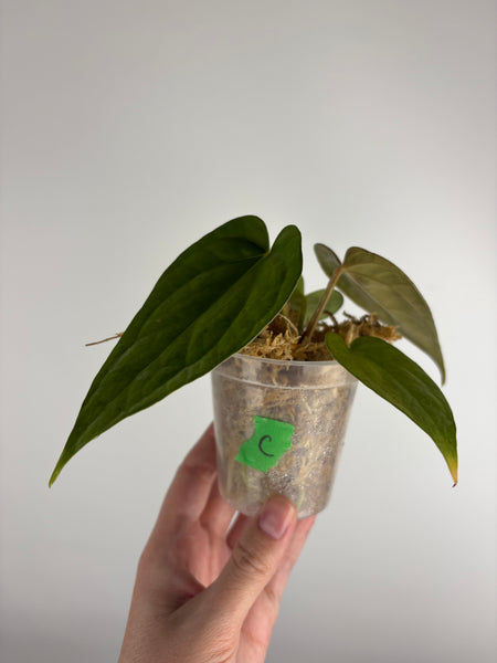 Anthurium red spider x luxurians C
