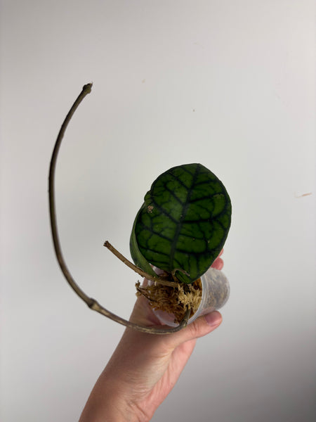 hoya callistophylla obsidian D