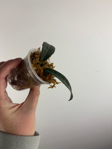 hoya hypolasia sp papua B