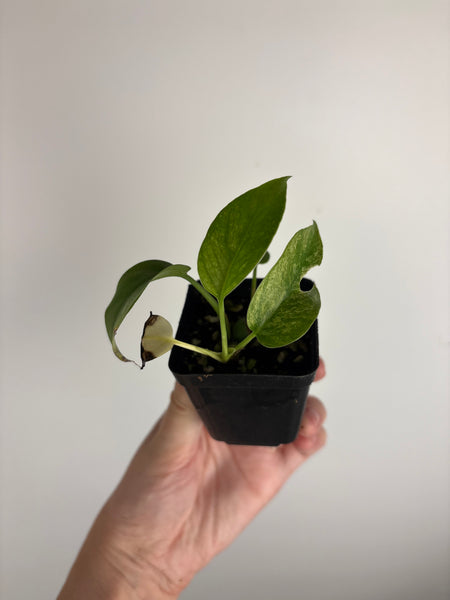 rhaphidophora tetrasperma white monster