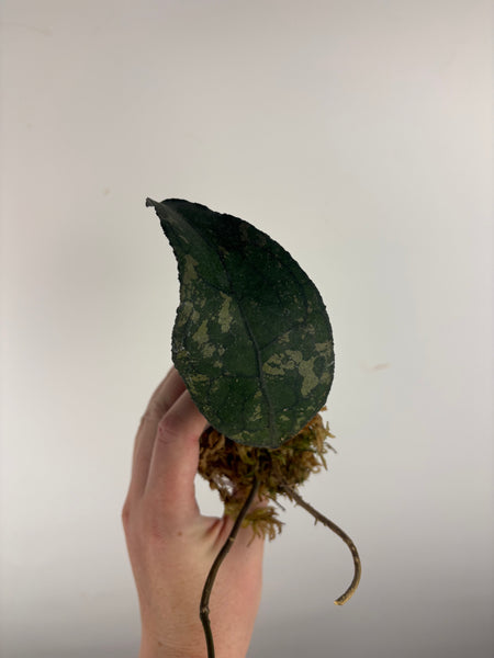 hoya clemensorium aceh splash C