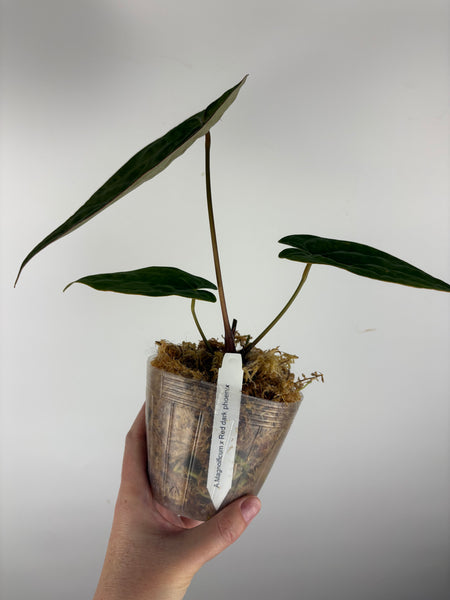 Anthurium magnificum x red dark phoenix