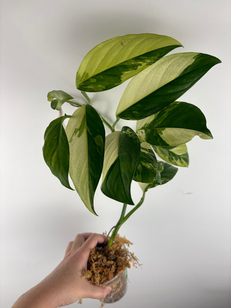 Monstera acacoyaguensis variegated B