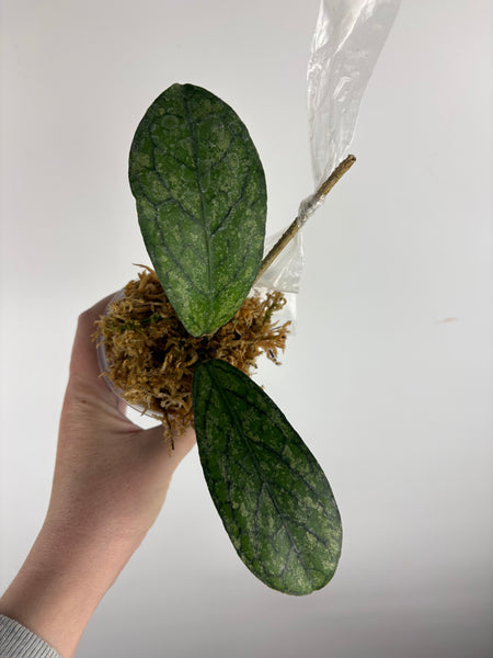 Hoya Tanggamus high splash B