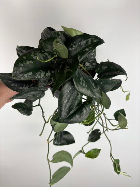 Scindapsus black splash sp Borneo 6 inch