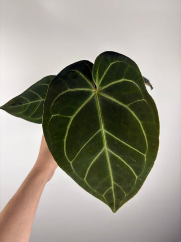 Anthurium magnificum x besseae aff
